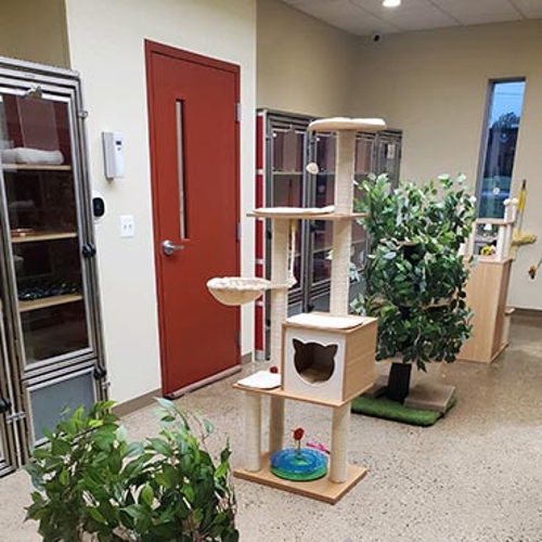 An indoor cattery area